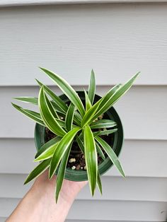 a hand is holding a potted plant in front of a white house with grey siding