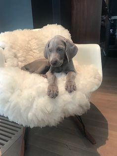 a dog is sitting on a fluffy chair