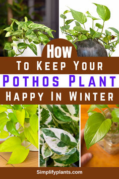 how to keep your pothos plant happy in winter and other indoor plants that are easy to care for