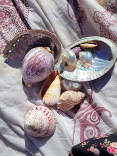 several seashells and shells on a blanket