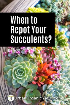 succulents with the words when to repat your succulents?