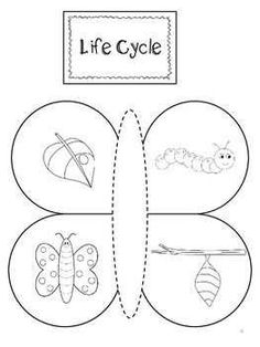 an insect life cycle worksheet for kids to learn how to write and draw