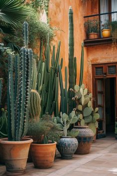 many different types of cactus in large pots