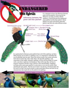 an image of peacocks with their feathers spread out in front of the caption