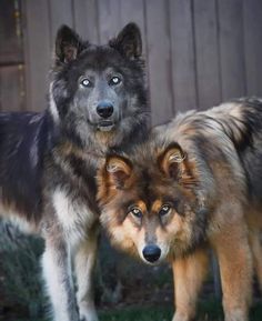 two dogs standing next to each other in the grass