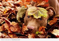 a brown dog with leaves on its head is laying in the leaves and looking at the camera