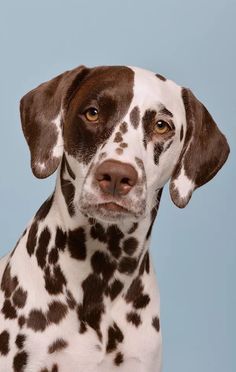 a dalmatian dog with brown spots on it's face looking at the camera