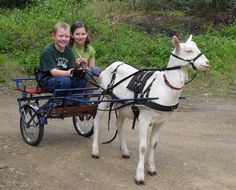 two children are riding in a cart pulled by a white horse on a dirt road