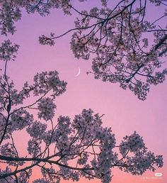 the moon is seen through the branches of cherry blossom trees in front of a pink sky