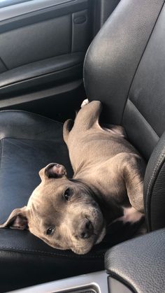 a dog laying in the back seat of a car with it's head hanging out