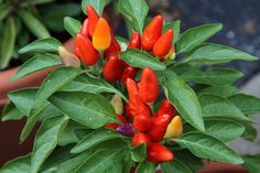 red and yellow peppers are growing in a potted plant with green leaves on it