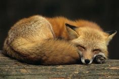 a red fox sleeping on top of a log