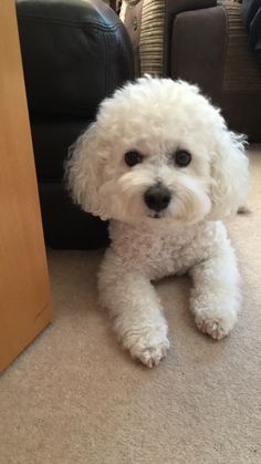 a small white dog sitting on the floor next to a couch and chair with it's eyes wide open