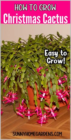 how to grow christmas cactus easy to grow