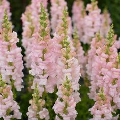 pink flowers are blooming in the garden