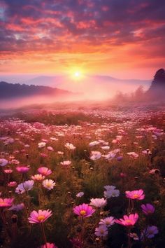 the sun is setting over a field full of wildflowers with fog in the air