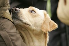 a close up of a dog looking up at something