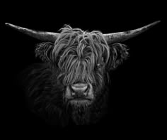 a black and white photo of a long haired bull with large horns on it's head