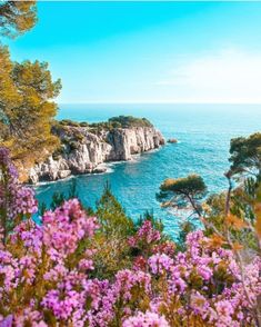 purple flowers are growing on the side of a cliff overlooking the ocean and cliffs in the distance