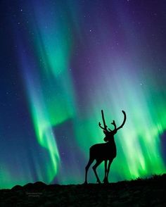 the silhouette of a deer is shown against an aurora bore in the sky with green and purple lights