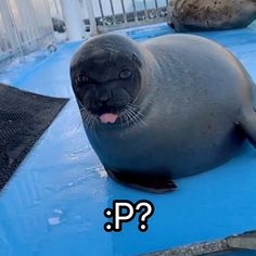 a seal sitting on top of a blue floor next to another seal