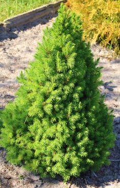 a small green tree sitting in the dirt