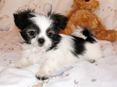 a small black and white dog laying on top of a bed next to a teddy bear