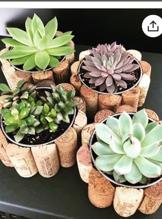 several different types of succulents in wine corks