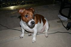 a small brown and white dog sitting on the floor