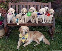 a bunch of dogs that are sitting on a bench