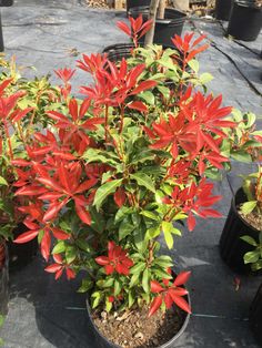 several potted plants with red flowers in them