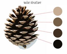 an image of a pine cone labeled with the names and colors for each piece in it