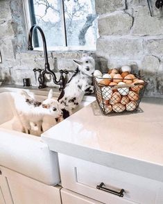 two goats in a kitchen sink next to a basket of eggs and an egg holder