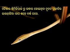 LAUDANKIA+SNAKE+IS+A+SPECIES+OF+VINE+SNAKE+FOUND+IN+ODISHA+AFTER+100+YEARS Odia Language, Vine Snake, American Continent, 100 Years, Vines, The 100, Quick Saves