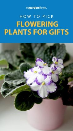 purple and white flowers in a pink vase with text overlay reading how to pick flowering plants for gifts