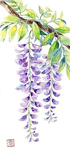 watercolor painting of purple flowers hanging from a tree branch