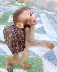 a monkey with a purse on it's back and its tongue hanging out to the side