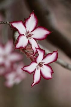 two red and white flowers on a tree branch