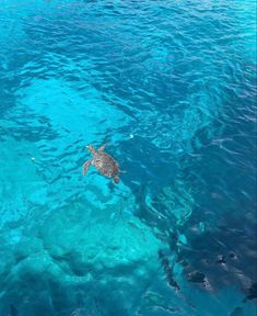 a sea turtle swimming in the blue water