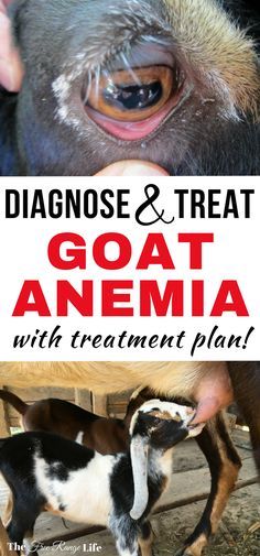 goats and goats with text that reads, diagnoe & treat goat anema with treatment plan