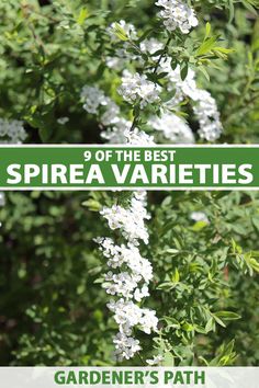 white flowers with green leaves and the words'9 of the best spirea varieties '