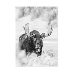 a black and white photo of a moose in the snow