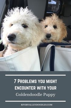 two white dogs sitting in the back seat of a car, with text overlay that reads 7 problems you might end encounter with your goldendoodle puppy