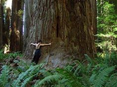 a man standing next to a large tree in the forest with his arms spread out