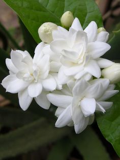 a white flower with green leaves in the background