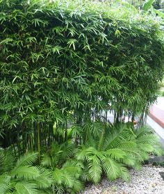 a very tall green bush next to a bench