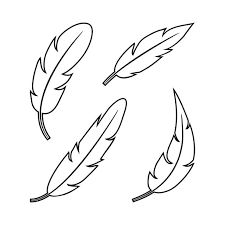 three feathers on a white background