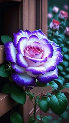 a purple and white rose sitting on top of a window sill next to green leaves