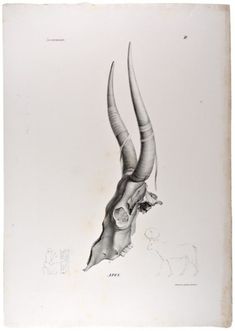 an animal with very long horns is shown in this black and white drawing by person