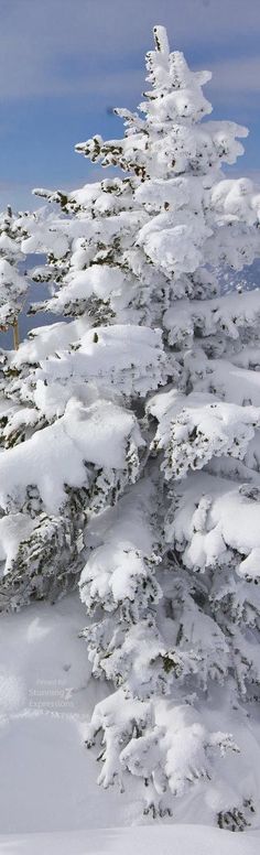 a snow covered pine tree on the side of a mountain